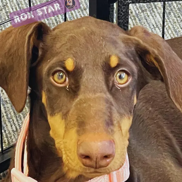 Rox Star: curly black and tan Doodle at K9 Rox Club
